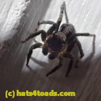 /home//u458753944/public_html/sourcegallery//Insects and small critters/spiders and kin (Arachnida)/P5260046.JPG